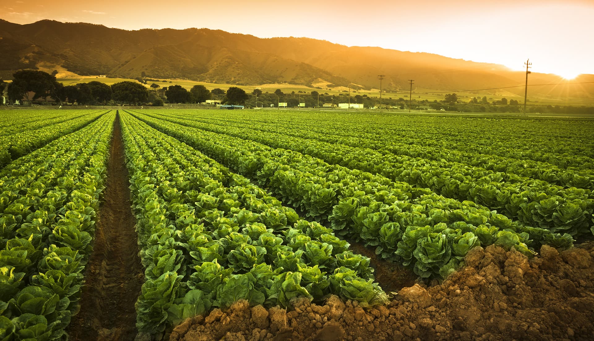 Postharvest Shelf Life Services